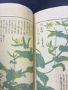 本草図譜　16　湿草部（7）　＊手刷木版入