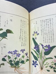 本草図譜　17　湿草部（8）　＊手刷木版入