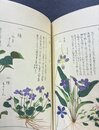 本草図譜　17　湿草部（8）　＊手刷木版入