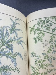 本草図譜　11　湿草部（2）　＊手刷木版入