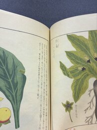 本草図譜　18　毒草部（1）　＊手刷木版入