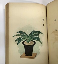 万年青百種大観