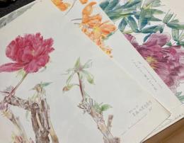 中島千波　花の写生12葉