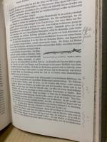 Urgeschichte der Kultur