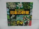 ★山渓カラー名鑑【日本の野草】山と峡谷社・2003年