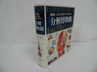 ★英和【分解博物館】ビジュアル・ディクショナリー/1996年/人体・体・解剖・図鑑・