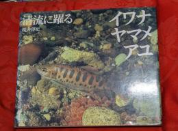 イワナ・ヤマメ・アユ : 清流に躍る