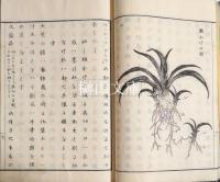 万年青培養秘録