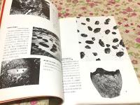 図録 奴国展 稲と青銅の弥生王国