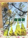 街路樹