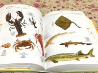 洋書 Merriam Webster's Compact 5-Language Visual Dictionary