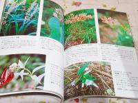 ビーナスライン　野草の花 写真集