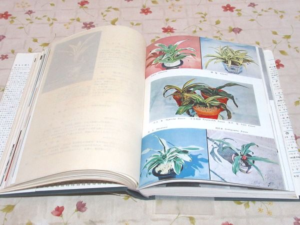 奥谷 守松 原色おもと図鑑〈続〉 (1971年)