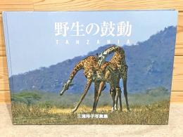 野生の鼓動 TANZANIA  三浦玲子写真集
