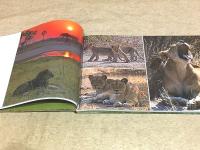 野生の鼓動 TANZANIA  三浦玲子写真集