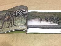 野生の鼓動 TANZANIA  三浦玲子写真集