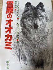 雪原のオオカミ