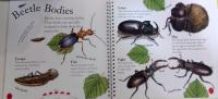 The Beautiful Beetle Book