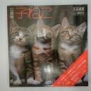 子ねこ : 写真集
