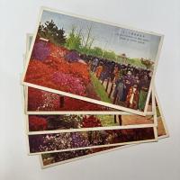 日比谷公園つつじ　（カラー絵葉書）　5枚