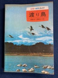 渡り鳥