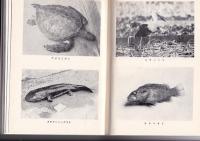 徳島の自然　動物　　徳島市民双書・11