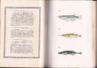 原色日本魚類図鑑