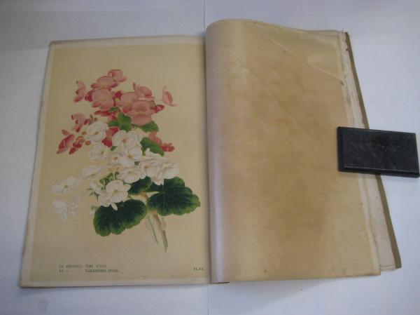園芸植物図譜 with Flowers & Greens 平凡社 園芸植物図譜 第八輯 ベコニア 石版画6枚あり (横浜植木株式会社編