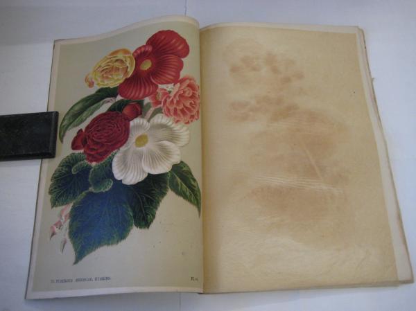 園芸植物図譜 with Flowers & Greens 平凡社 園芸植物図譜 第八輯 ベコニア 石版画6枚あり (横浜植木株式会社編