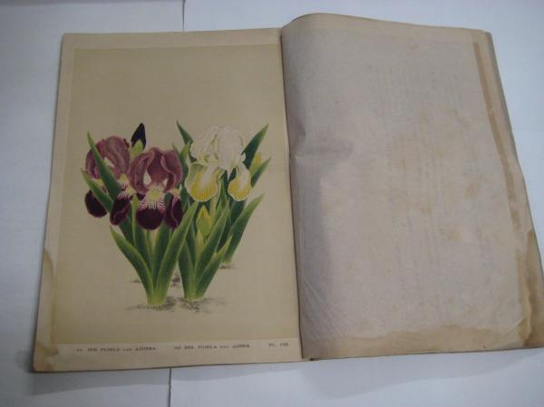 園芸植物図譜 第弐巻拾弐輯 大正四年五月号 アイリス 石版画6枚(横浜