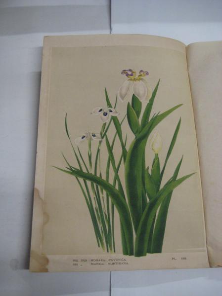 園芸植物図譜 園芸植物図譜 第弐巻拾弐輯 大正四年五月号 アイリス 石版画6枚(横浜