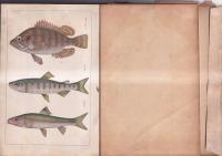 魚の常識　