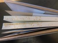 「雑文の年月」