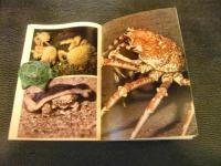 「原色・自然の手帖　磯の生物」