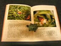 「琉球の蝶」