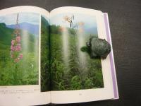 「秩父路の野草　夏秋編」