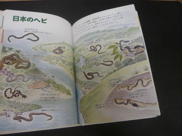 【中古】 カメ・カエルなど両生類・は虫類の飼い方 ヘビもトカゲもカエルもみんな友だち/成美堂出版/富田京一 カメ・カエルなど両生類は虫類の飼い方」 ヘビもトカゲもカエル