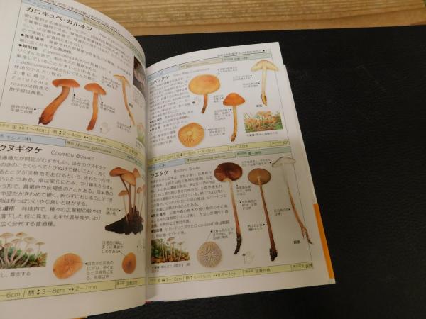 『熊本のきのこ』きのこ図鑑 稀覯本 497b95a3-s.jpg