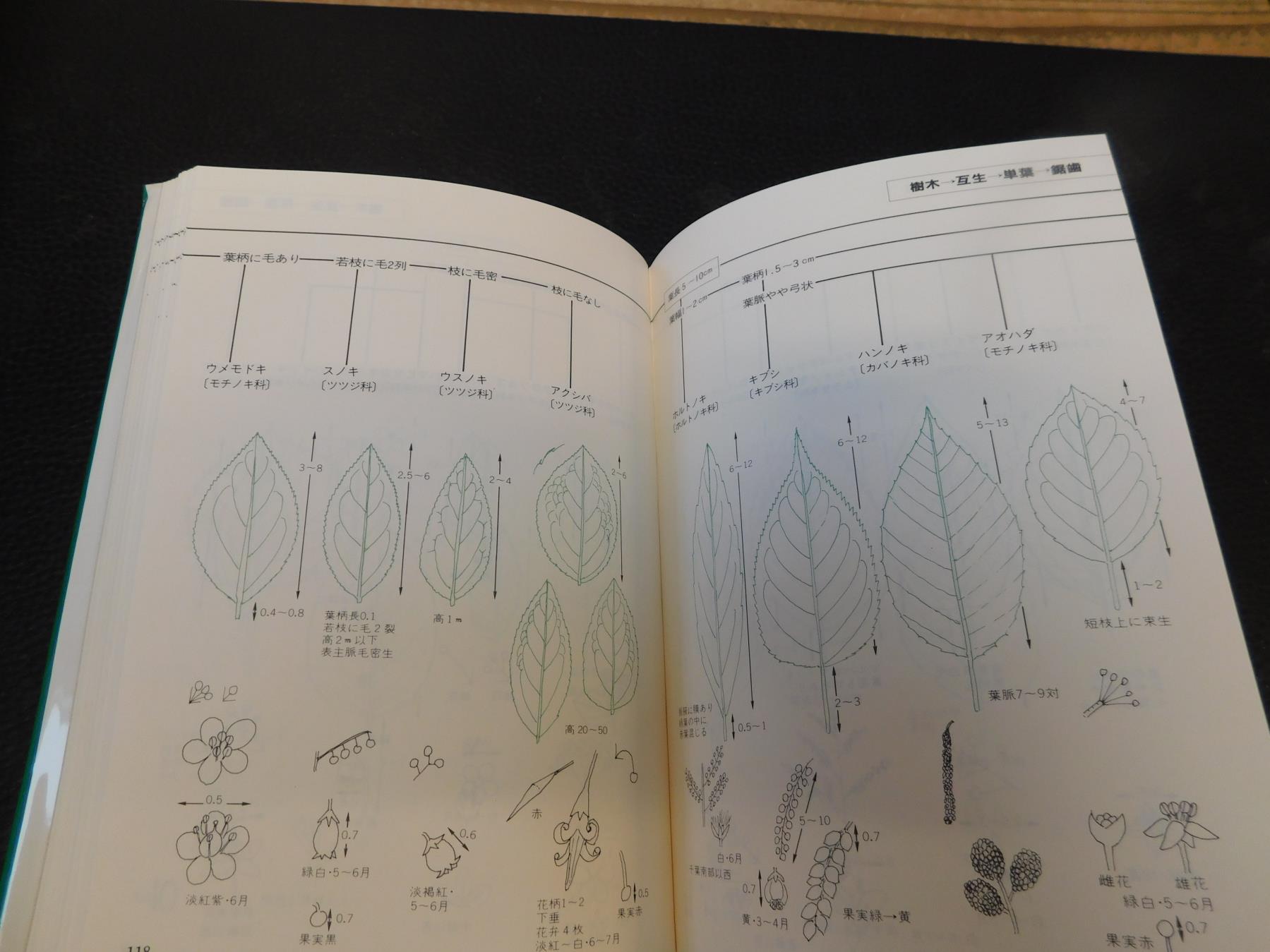 葉による野生植物の検索図鑑 阿部正敏 著 古本 中古本 古書籍の通販は 日本の古本屋 日本の古本屋