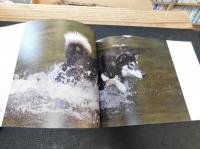 「柴犬」