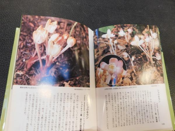 幻の本 ブラジルの野生らん カラー版 野生ラン」(橋本保 ほか著) / 古本、中古本、古書籍の通販は