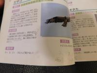 「土居の野鳥　１００」　愛媛県旧土居超