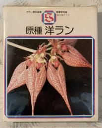 原種洋ラン