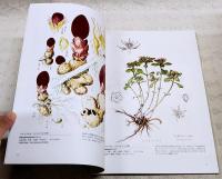 牧野富太郎植物画集