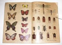 五年の学習　夏休み特大号　昭和33年9月号