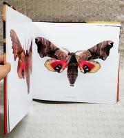 洋書 Night Visions: The Secret Designs of Moths (邦訳 夜の幻覚：蛾の秘密のデザイン)　