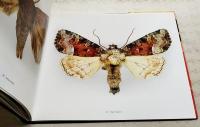 洋書 Night Visions: The Secret Designs of Moths (邦訳 夜の幻覚：蛾の秘密のデザイン)　