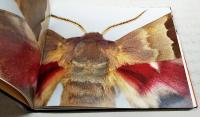 洋書 Night Visions: The Secret Designs of Moths (邦訳 夜の幻覚：蛾の秘密のデザイン)　