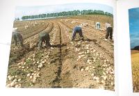 美しき美瑛　風の輝き草原の輝き　(写真集　写真67点)