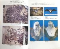 コウモリの世界